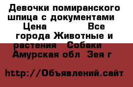 Девочки помиранского шпица с документами › Цена ­ 23 000 - Все города Животные и растения » Собаки   . Амурская обл.,Зея г.